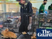 La policía de Vietnam recupera cientos de gatos robados para obtener carne de una red de delincuencia animal | Vietnam
