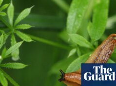 Los ‘detectives de babosas’ de Inglaterra ayudan a los agricultores a desarrollar herramientas predictivas para reducir el uso de pesticidas