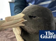 Granjas avícolas de Australia Occidental cerradas después de que se descubriera la gripe aviar H5N1 en aves silvestres | gripe aviar
