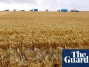 El paraquat seguirá utilizándose en Australia a pesar de que 70 países han prohibido el herbicida por temor a la enfermedad de Parkinson. agricultura