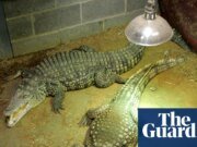 Hombre arrestado después de que un niño de 3 años resultara herido en un recinto de cocodrilos del zoológico de Cambridgeshire | noticias del reino unido