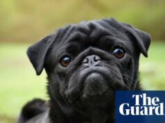 Los veterinarios han acogido con satisfacción los datos que indican una disminución en la popularidad de las razas de perros de cara plana en el Reino Unido.