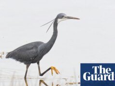 Una garza tropical ha sido vista en el Reino Unido por primera vez a medida que llegan más aves exóticas para emocionar a los observadores de aves. el pájaro