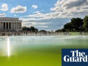 Las algas frustran el esfuerzo de Trump de 14,2 millones de dólares para convertir la piscina reflectante en “bandera estadounidense azul”