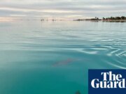 Las delfines hembras recuerdan quién es agresivo a la hora de elegir pareja, según muestra un estudio