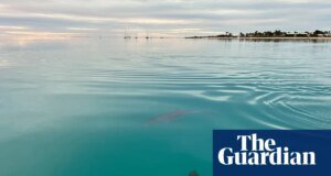 Las delfines hembras recuerdan quién es agresivo a la hora de elegir pareja, según muestra un estudio