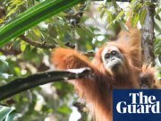 Cuatro días de fuertes lluvias en Indonesia mataron al 7% de los monos más raros del mundo, según un estudio | clima extremo