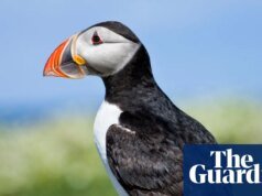 Frailecillos, delfines y abejorros compiten por aparecer en los nuevos billetes del Reino Unido Banco de Inglaterra