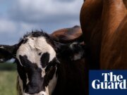 Se confirman tres nuevos casos de gusano barrenador carnívoro en ganado estadounidense