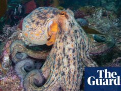 Olas de pulpos han arrasado las costas del Reino Unido hasta Escocia, según una investigación muestra vida marina