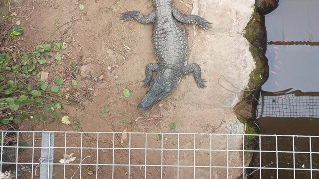 crocodile-enclosure-johnsons-old-hurst-fox-news-001.jpeg