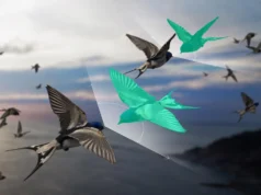 Los científicos han encontrado una manera de explicar las bandadas de pájaros que “desobedecen” la tercera ley de Newton