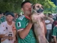 Un perro desaparecido durante un mes fue visto de fiesta con los juerguistas del Mundial en México