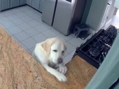 La cámara de una casa capta a un perro provocando un incendio en la cocina que mató a otras tres mascotas y causó daños por valor de 200.000 dólares