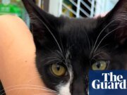 La policía de Maryland arresta a un ladrón de bancos acusado de conducir un gato robado: “trató de utilizarlo como cómplice” | crimen americano