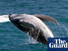 Las ballenas grises del Pacífico mueren de forma “catastrófica” mientras la crisis climática afecta el suministro de alimentos