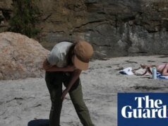 Los científicos temen que El Niño se avecine mientras mueren las aves marinas: ‘No sabemos qué tan grave será’ | san diego