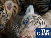 Zoológico cubano celebra nacimiento de tigre de Bengala en medio de crisis de combustible | Cuba