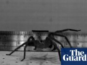 Este enorme arácnido australiano de patas peludas puede ser la araña más rápida del mundo