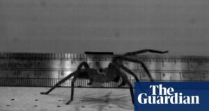 Este enorme arácnido australiano de patas peludas puede ser la araña más rápida del mundo