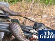 Serpiente encadenada: una mujer australiana tiene suerte de escapar después de ser mordida por un reptil mortal atrapado en una bicicleta | Nueva Gales del Sur
