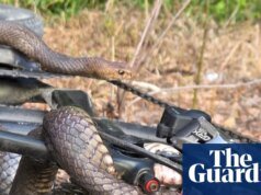Serpiente encadenada: una mujer australiana tiene suerte de escapar después de ser mordida por un reptil mortal atrapado en una bicicleta | Nueva Gales del Sur