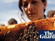 “Vergonzoso, absurdo e irresponsable”: los apicultores franceses enojados por el levantamiento de la prohibición de pesticidas | Francia