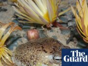 Las innovadoras estrategias de supervivencia de las especies no pueden competir con la destrucción humana, según revela la Lista Roja de Especies Amenazadas de la UICN