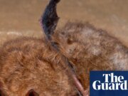 Niño canadiense muere de rabia después de despertarse y encontrar un murciélago en la boca