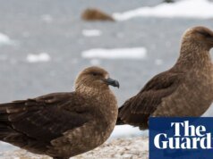 Temores por las especies nativas de Nueva Zelanda cuando surge el primer caso de gripe aviar Nueva Zelanda