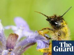 Reloj de especies: cómo las olas de calor destruyen la fertilidad de las abejas