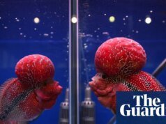 La biodiversidad está amenazada cuando los peces híbridos criados por humanos convergen en especies invasoras de los lagos de Filipinas