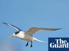 La mortal gripe aviar H5 se encuentra por primera vez en aves marinas nativas de Australia | gripe aviar