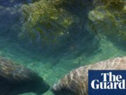 ‘Sentencia de muerte’: La EPA de Trump abrirá el hábitat de especies en peligro de extinción a la tala y la minería | administración Trump