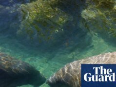 ‘Sentencia de muerte’: La EPA de Trump abrirá el hábitat de especies en peligro de extinción a la tala y la minería | administración Trump