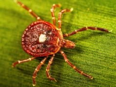 Las picaduras de garrapatas causan alergia a las carnes rojas. Qué saber sobre el síndrome alfa-gal