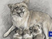 La policía le ha dicho a la SPCA que intentará eliminar videos de abuso de perros en China