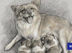 La policía le ha dicho a la SPCA que intentará eliminar videos de abuso de perros en China