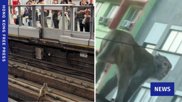Monkey-MTR.jpg
